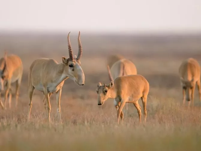 Kazakhstan’s Saiga Population Reaches Record 4 Million