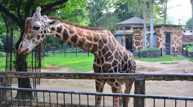 Zoo Fire in Russia's Vladivostok Traps Animals in Flames - VIDEO