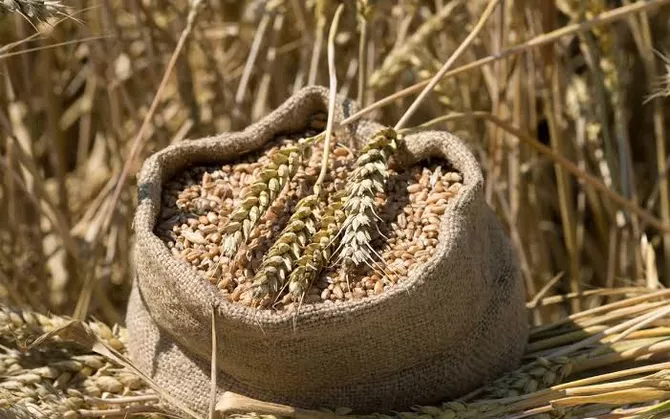 Kazakhstan Bans Wheat Imports for Six Months to Protect Domestic Grain Market