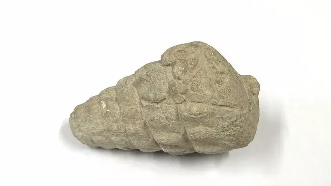 Turkish Archaeologists Unearth Fossil From Age of Tethys Sea