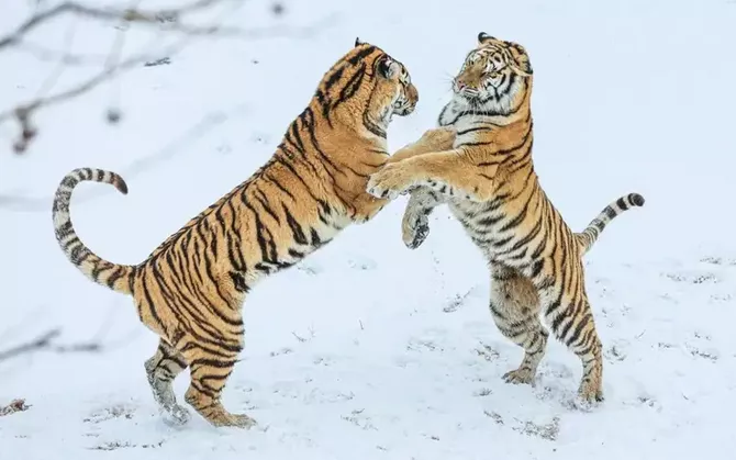 Russia to Send Four Amur Tigers to Kazakhstan to Help Restore Extinct Caspian Tiger Population