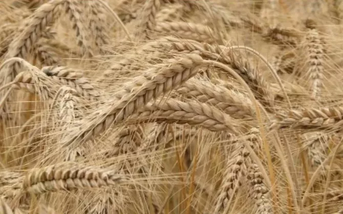 Kazakhstan Boosts Grain Exports