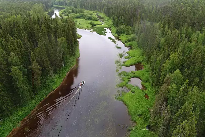 forestry industry