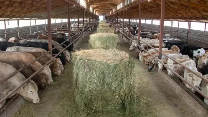 Kazakhstan Expands Middle East Trade with Meat Exports to Jordan ...
