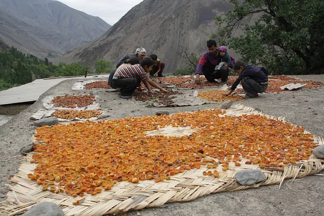 Record Fruit Harvest in Tajikistan Surpasses Projections