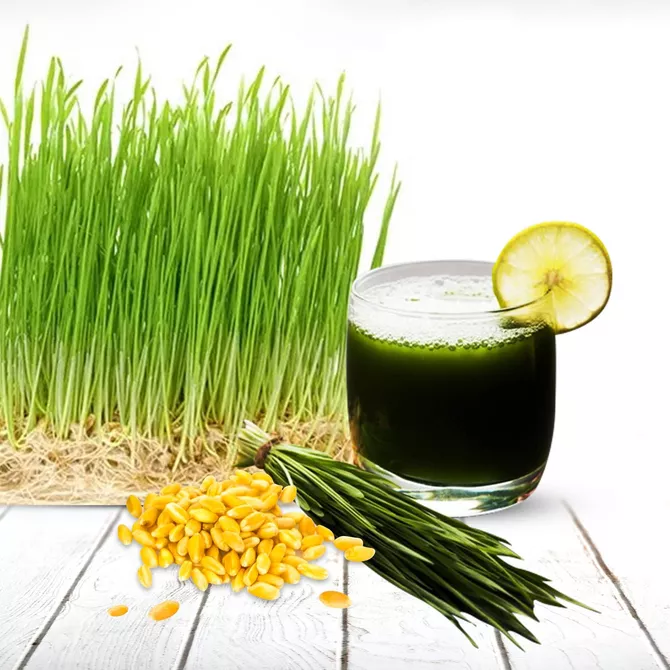 Kazakhstan wheatgrass juice maker expands exports to UAE and Russia
