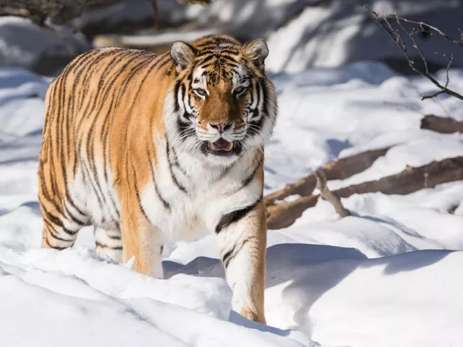 Siberian Tiger Kills Hunter in Russia’s Far East