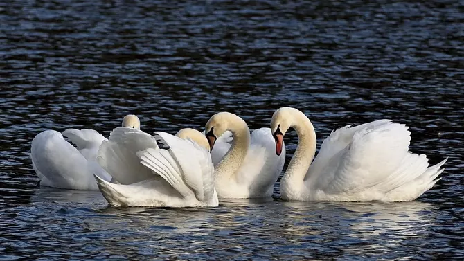 Kazakhstan's Aktau Becomes Swan Paradise on Caspian Coast