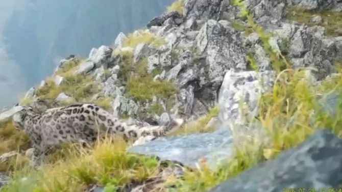 Rare Snow Leopard Family Captured on Camera in Kazakhstan - VIDEO