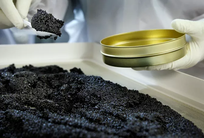 Türkiye Studies Azerbaijan’s Experience in Sturgeon Farming and Caviar Production