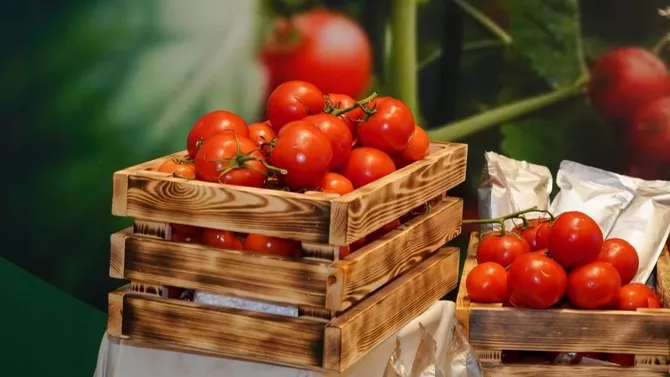 Kazakhstan Begins Greenhouse Project in Karatau