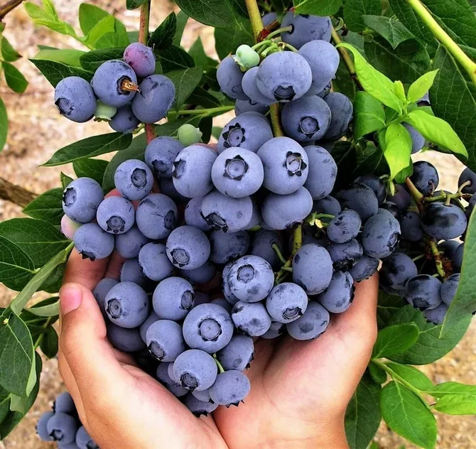 Georgia's Blueberry Exports Surge as Russia Remains Top Buyer
