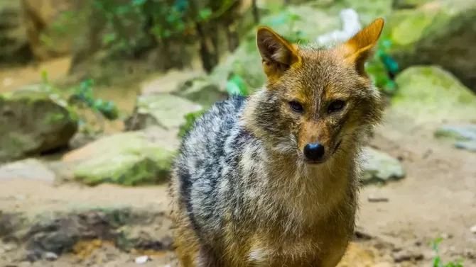 Wild Jackal Attack Injures Children in Kazakhstan's Village - VIDEO