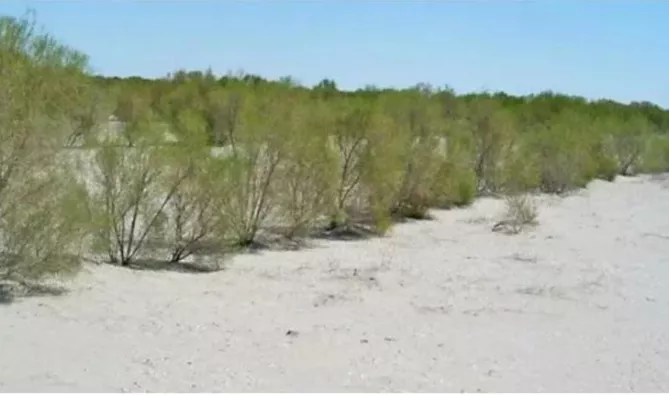 Tajikistan Expands Saxaul Plantations to Fight Climate Change