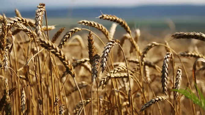 Kazakhstan Exports Agricultural Products to Over 72 Countries