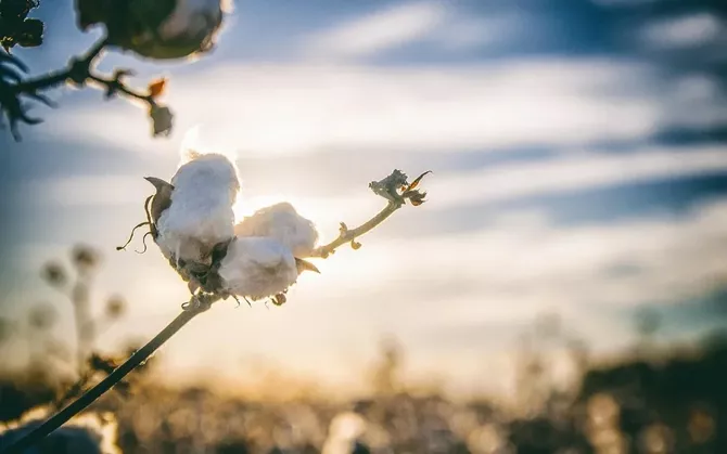 Kazakhstan Approves Major Cotton Project