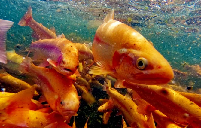 Russia Expands Restrictions on Armenian Fish Imports Over Certification Concerns