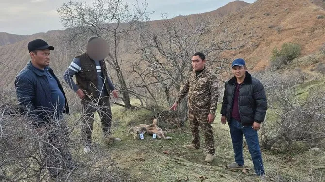 Uzbekistan Poacher Faces Massive Fine for Killing Protected Ram