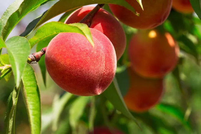 Latest News & Breaking Stories | Stay Updated with Caspianpost.com - Tajikistan’s Peaches - Sweet Taste of Heritage and History