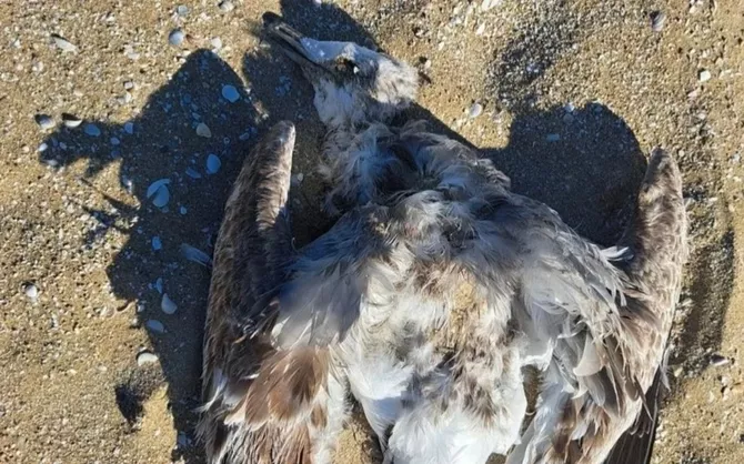 Environmental Concern as Dozens of Dead Birds Wash Up on Shores of Kazakhstan's Mangistau