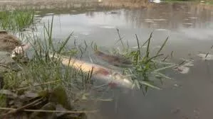 Chemical Spill Triggers Mass Fish Death in Kazakhstan
