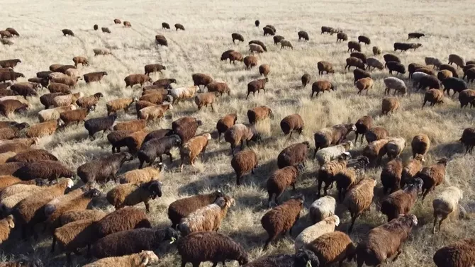 Kazakhstan Eyes Livestock Exports to 42 Countries