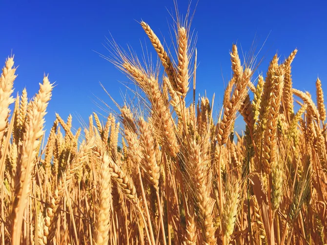 Russia Set to Flood Kazakhstan with Wheat: Imports to Triple