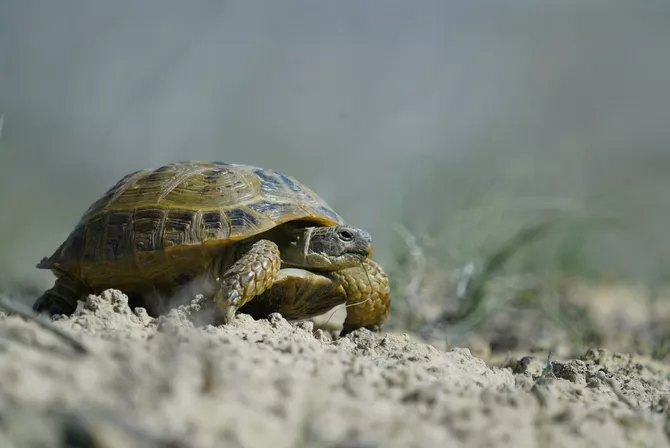 Kazakhstan Moves to Safeguard Central Asian Tortoise Species