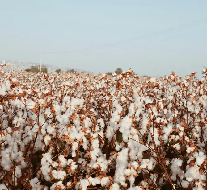 Central Asian Cotton Fuels Russia’s Military Efforts