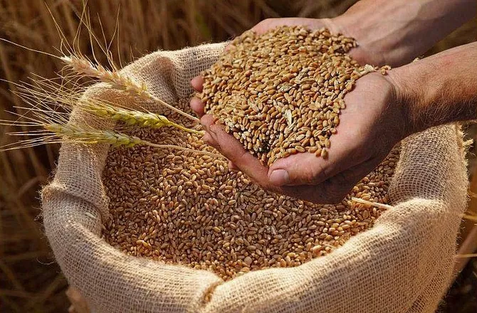 Georgia's Wheat Culture Set to Gain UNESCO Heritage Status