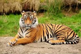 Kazakhstan Plans to Reintroduce Kulans, Tigers in 2026