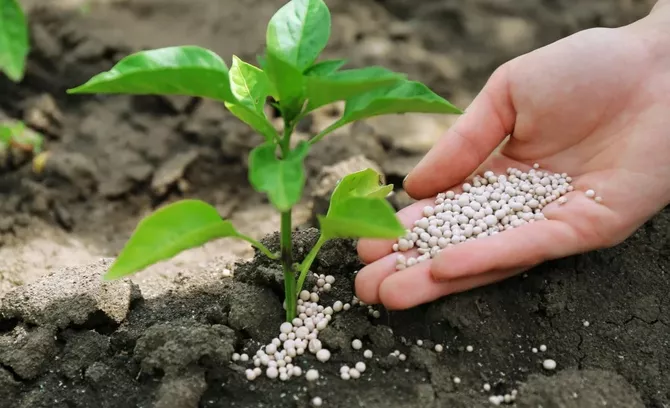 Kyrgyzstan Imposes Six-Month Fertilizer Export Ban