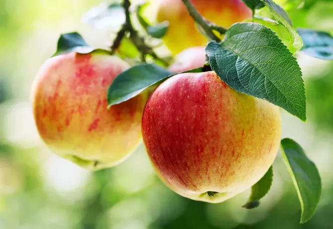Azerbaijan Exports Apples to Spain and Kyrgyzstan for First Time in 16 Years