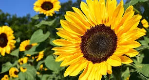 Kazakhstan, Estonia Sign Oilseed Cooperation Deal at Gulfood