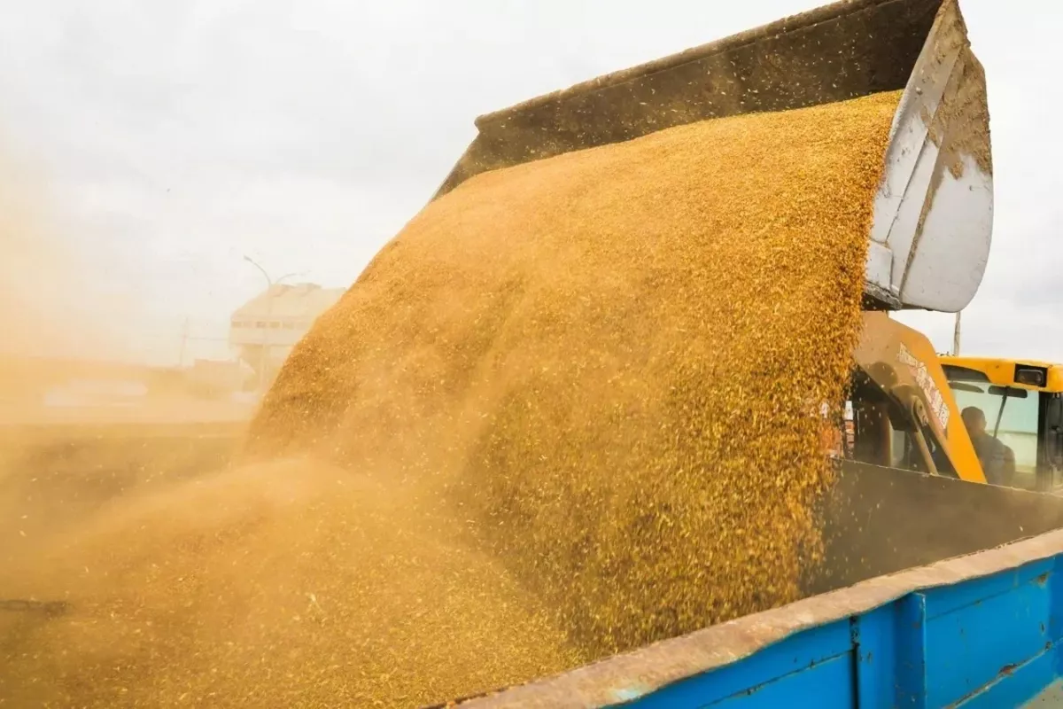 Kazakhstan's Akmola to Become Agro-Tech Hub with Grain Deep-Processing Plant