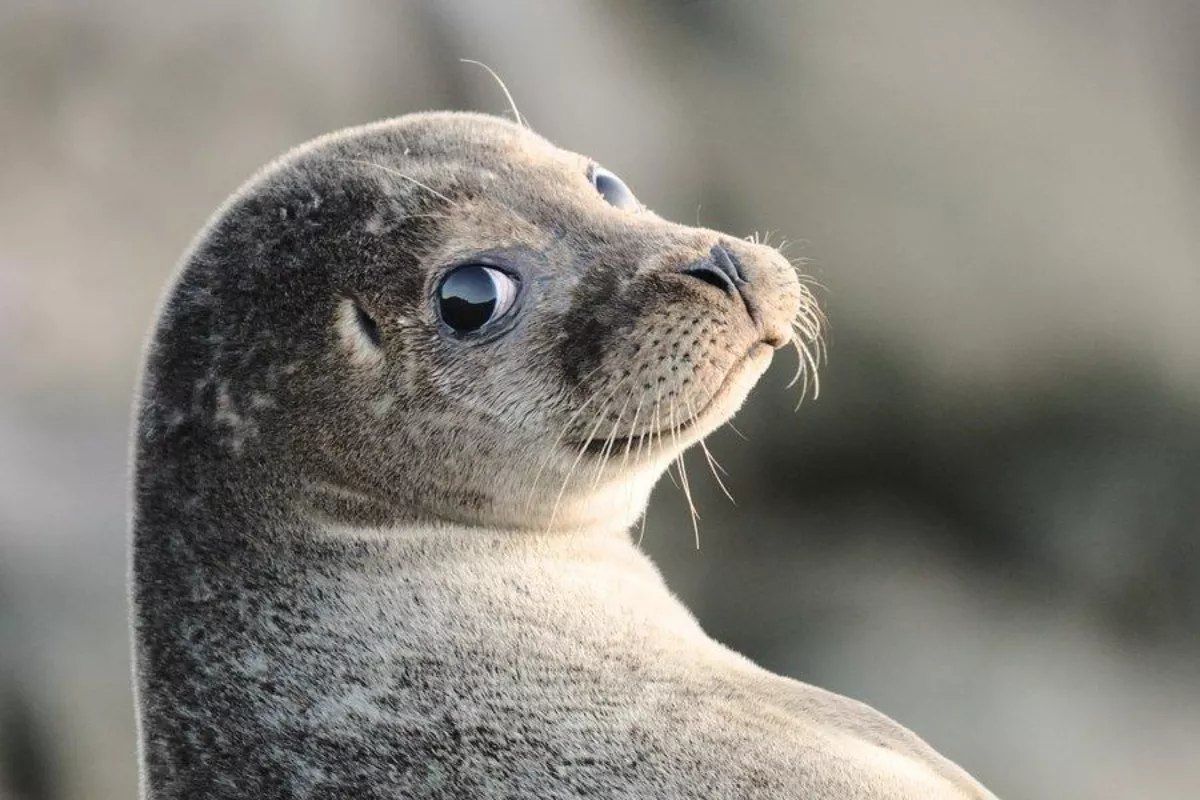 Caspian Seals Face Growing Conservation Challenges as Sea Changes