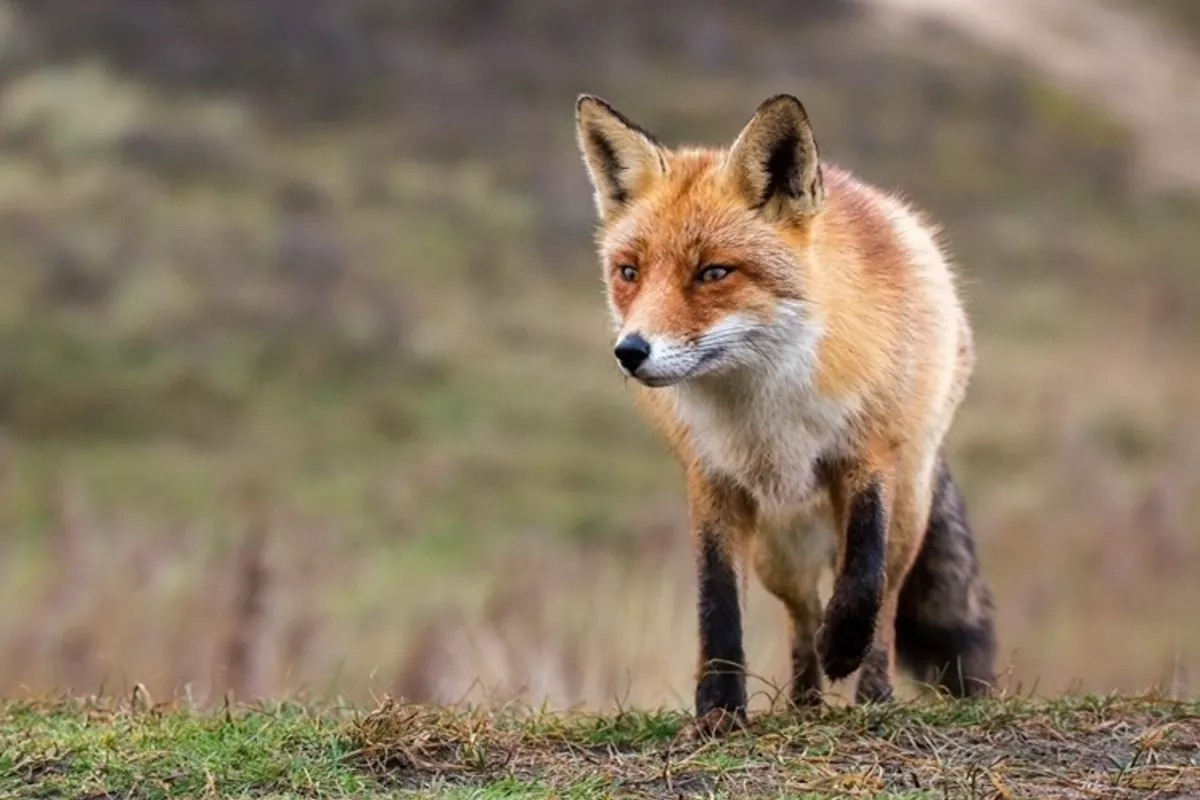 Russia Sees More Foxes in Cities as Animals Lose Fear of Humans - VIDEO