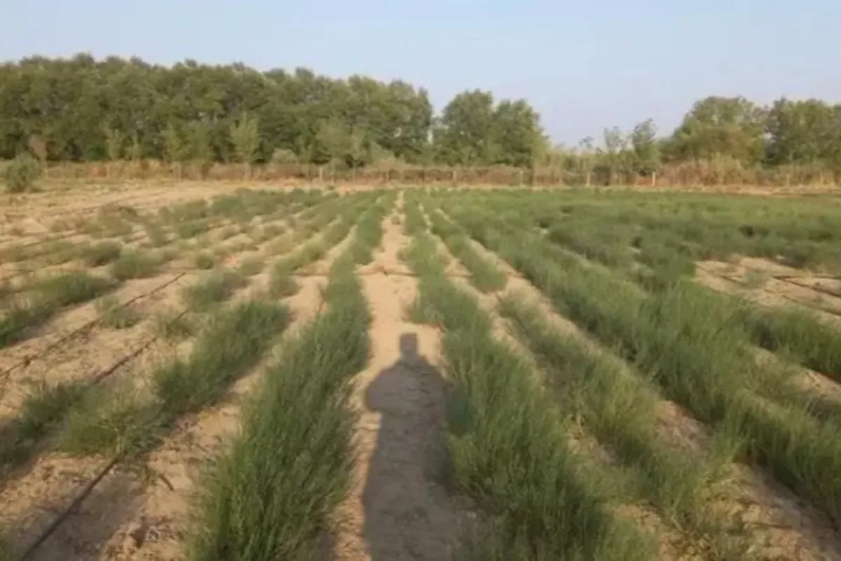 Kazakhstan’s Forestry Investments Skyrocket Eightfold in 2025