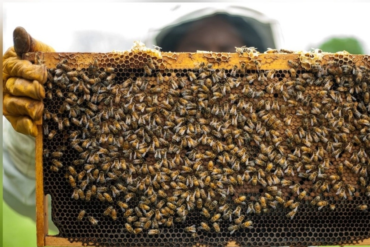Kuwait Buys 20.1 Tons of Honey from Kyrgyzstan in Two Months