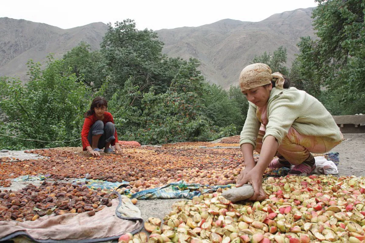 Tajikistan Unveils Major Export Boost Program with New Support Centers and Schools
