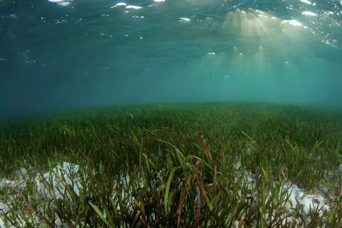 World Seagrass Day: Why It Matters