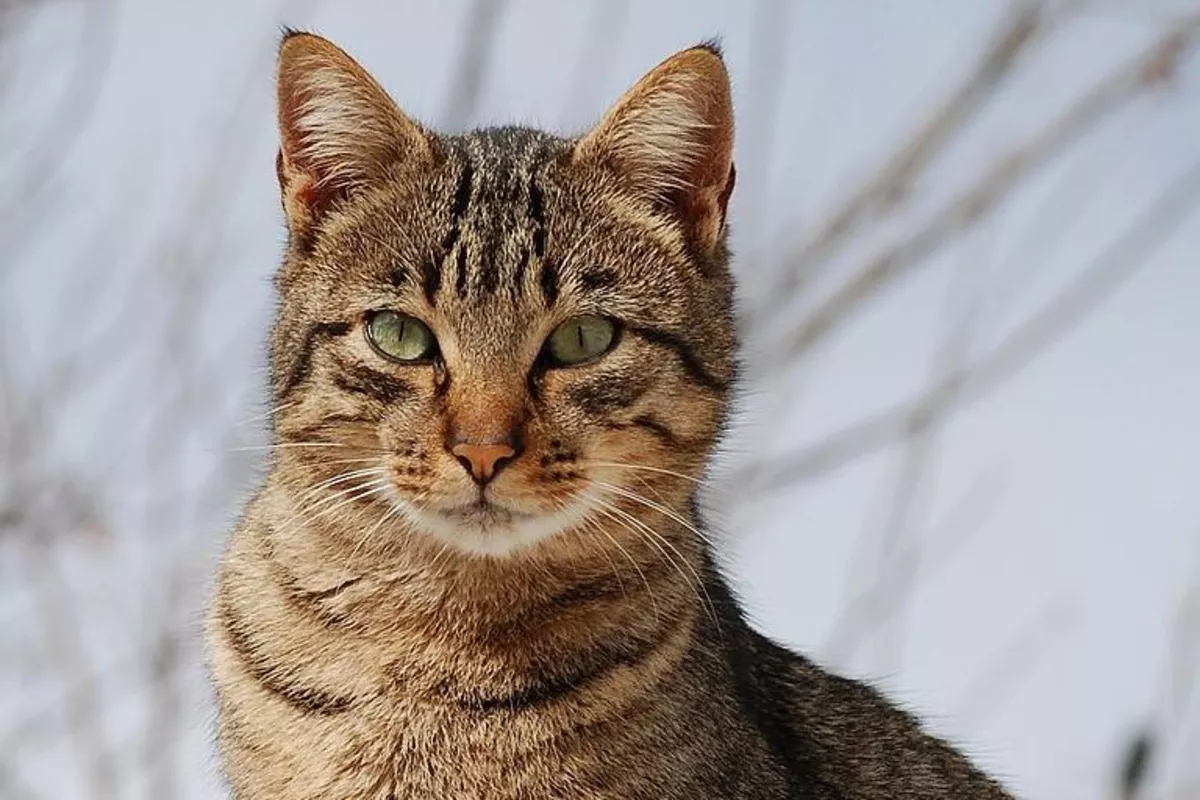 Cat Foils Apartment Burglary Attempt in Türkiye's Istanbul