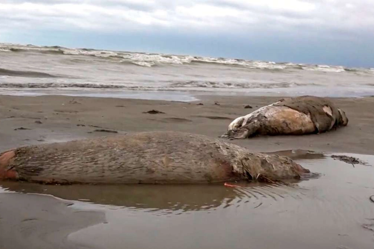 Kazakhstan Probes Cause of Mass Seal Deaths on Caspian Sea Coast