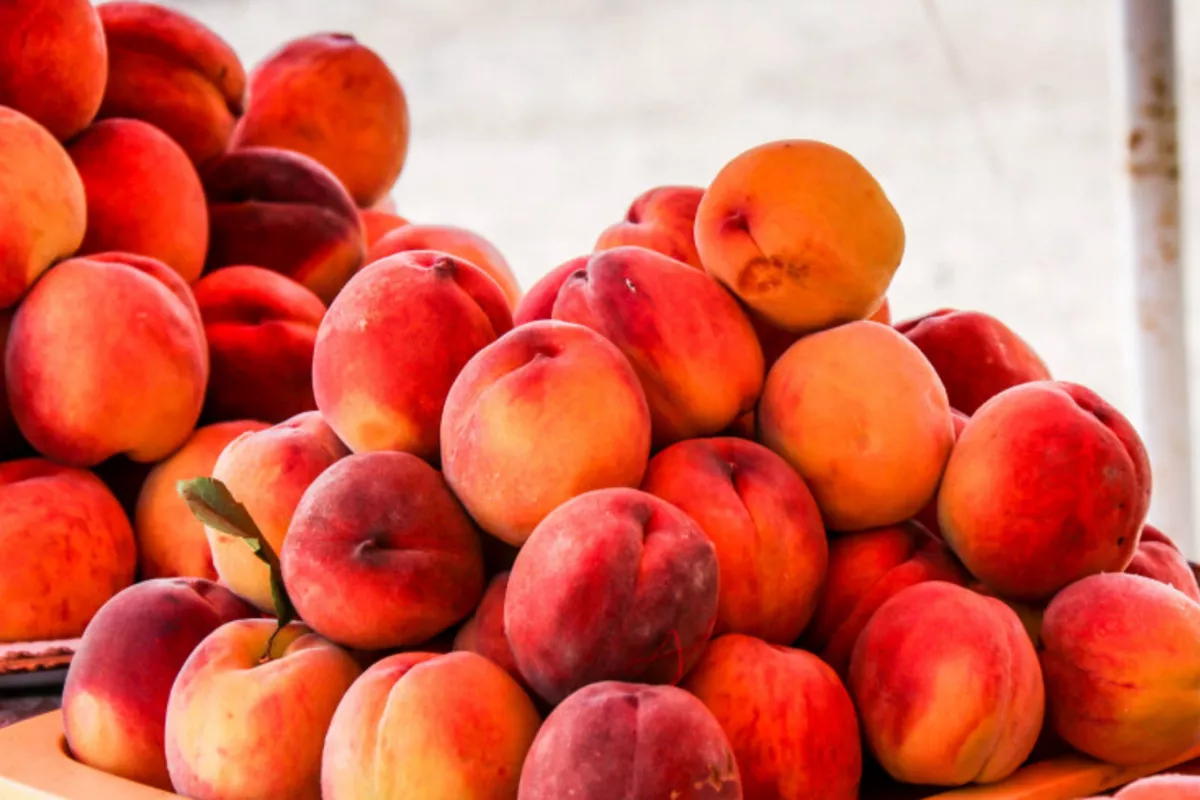 Tajikistan’s Peaches - Sweet Taste of Heritage and History