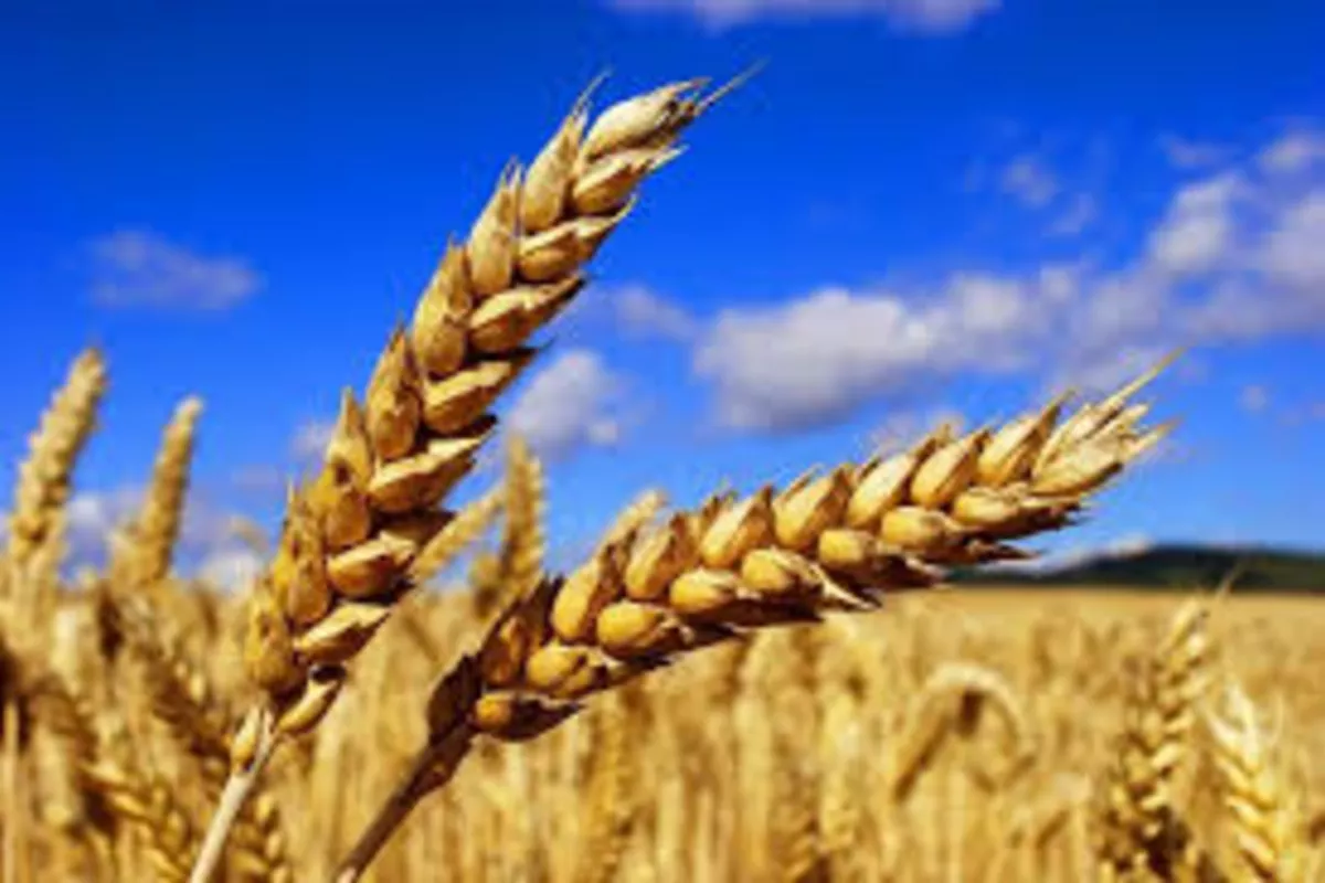Kazakhstan Boosts Wheat Exports to Vietnam Using Railway Transit via China