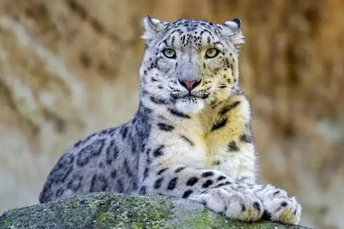 Snow Leopard Numbers Double in Kazakhstan's Protected Wilds