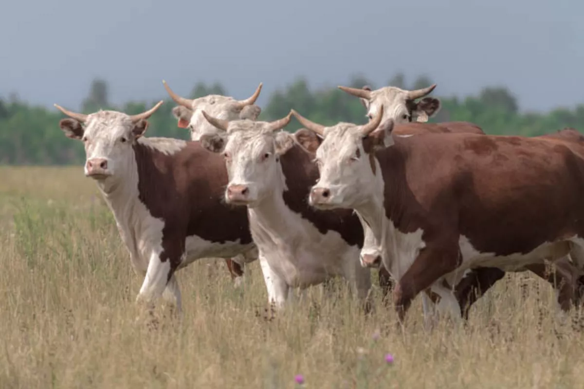 Kazakhstan Expands Agri-Loans to Boost Meat Exports