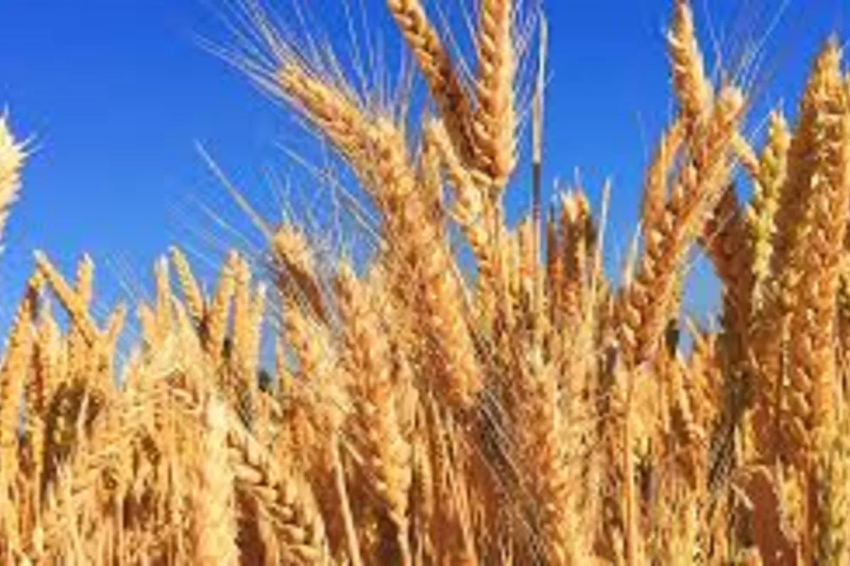 Armenia May Import Wheat by Rail from Kazakhstan and Russia