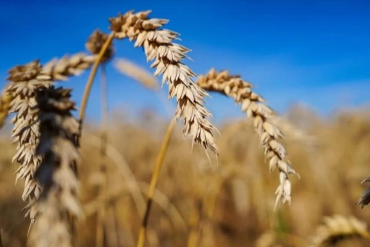 Morocco Emerges as Key Gateway for Kazakhstan's Grain Ambitions in Africa
