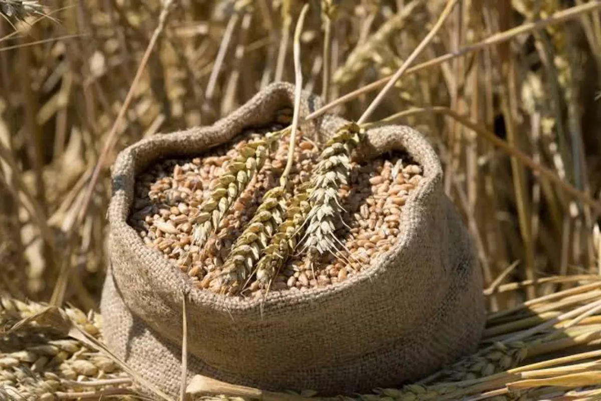 Kazakhstan Bans Wheat Imports for Six Months to Protect Domestic Grain Market